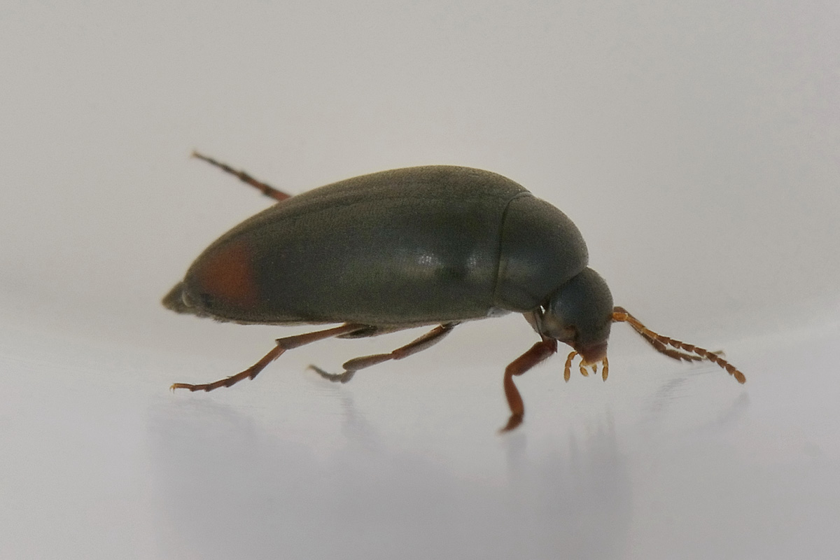 Eucinetus haemorroidalis - Eucinetidae